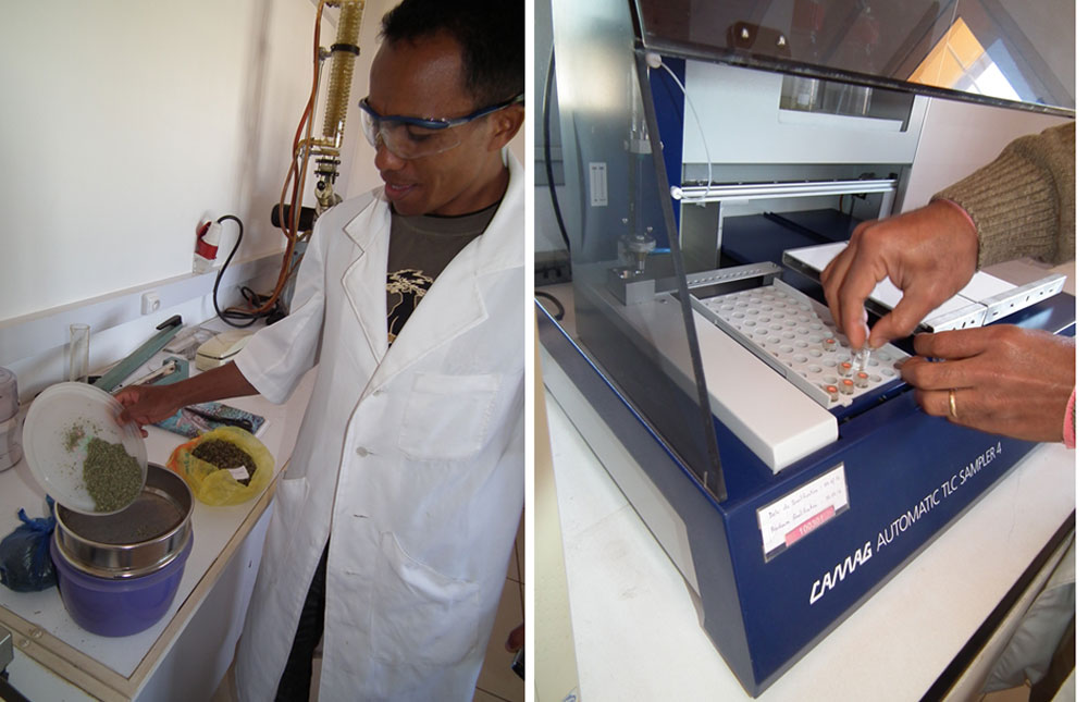 triterpenes-content-analysis-of-Centella-asiatica-dried-leaves-sample-in-the-SOTRAMEX-laboratory