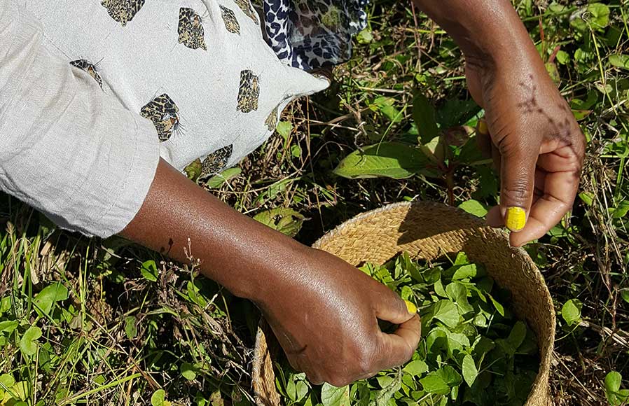 Picking of Gotu kola leaves in Madagascar