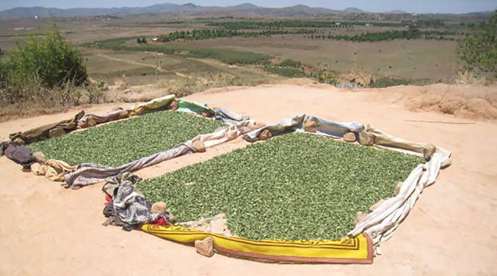 Sun drying of the leaves of Gotu kola in the villages of SOTRAMEX pickers