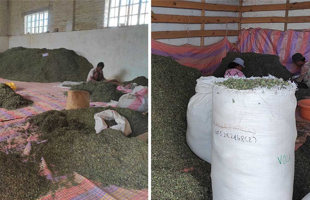 sorting-of-Centella-asiatica-dried-leaves-at-one-of-SOTRAMEX-sites