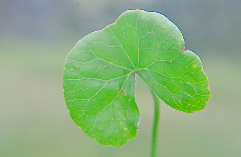 Gotu kola leaves from Madagascar 